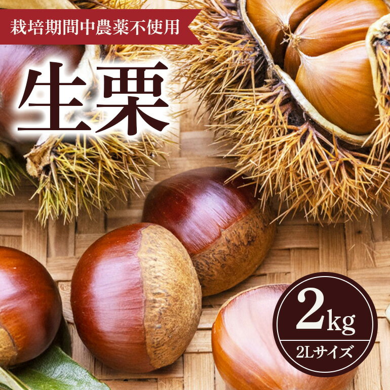 【ふるさと納税】 生栗 2kg（果じゅまる園） 栗 くり クリ 2L サイズ 2キロ 農薬不使用 殺虫剤不使用 国産 和栗 甘栗 果物 フルーツ くだもの 秋 旬 9月 10月 発送 産地直送 農家直送 栗きんとん 栗ごはん 栗ご飯 栗おこわ 茨城県 石岡市 送料無料 (A18-002)