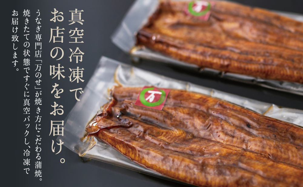 鹿児島県産 うなぎ蒲焼 2尾 セット うなぎ専門店 「万のせ」 ジューシー スタミナ ウナギ 鰻 蒲焼き 国産 ギフト うな重 たれ ひつまぶし 山椒 冷凍 簡単調理 土用 丑の日 贈り物 お取り寄せグルメ 冷凍 鹿児島県 南さつま市