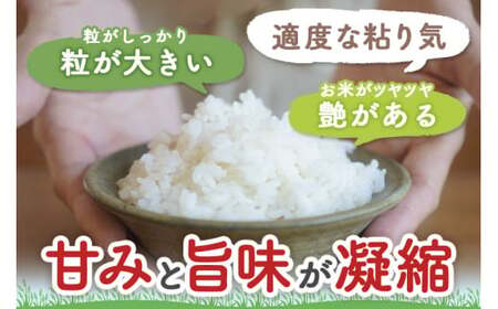【令和7年産】〈白米〉つや姫 5kg ＜1回のお届け＞ （特別栽培米） 山形県産 しらたかのお米 【2025年11月上旬発送開始予定】