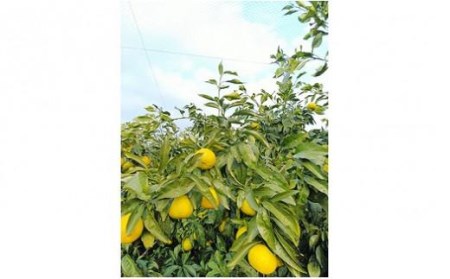 希望の島 媛小春 2kg 【2027年3月上旬頃から順次発送】 愛媛 中島産【FT0201】