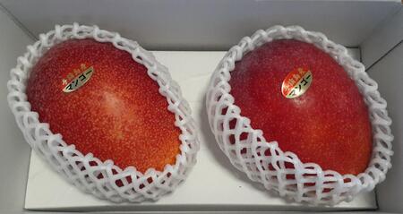 与論島産　島っ娘マンゴー（秀品）1キロ　大玉2玉　糖度13度以上【先行予約：2025年7月上旬以降発送】| マンゴー 与論 マンゴー 人気 1kg マンゴー 与論島 マンゴー