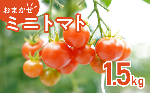 454 ミニトマト 1.5kg 甘い JA 水戸 茨城 2026年8月頃から順次発送予定