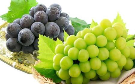 種無しぶどう詰合せ2房（合計1.2kg以上） シャインマスカット ニューピオーネ ぶどう 葡萄 ブドウ 果物 フルーツ 詰め合わせ セット 岡山県 倉敷市【2026年9月上旬～10月上旬まで順次発送予定】