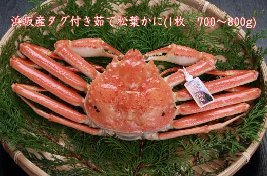
            浜坂産タグ付き茹で松葉かに(1枚　700～800g)【1246570】
          