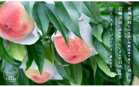 飛騨のたからもも 特上 糖度15度以上（4-6玉）※7月中旬～順次お届け | 桃 朝採れ 白桃 もも フルーツ ギフト 果物 人気 おまかせ 飛騨桃 飛騨高山 つむぎ果樹園 b723