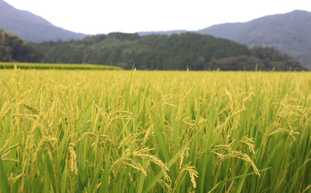 【全3回定期便】無洗米 夢つくし 5kg 精米 有限会社ファインリョーコク/桂川町[ADCE014]