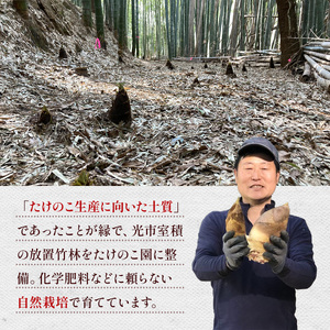 AW0101 たけのこ 朝掘り 2kg 米ぬか不要【先行予約】2027年4月順次発送 筍 タケノコ 国産 野菜 旬 新鮮 採りたて 煮物 味噌汁 炊き込みご飯 山口県 光市 室積たけのこ園