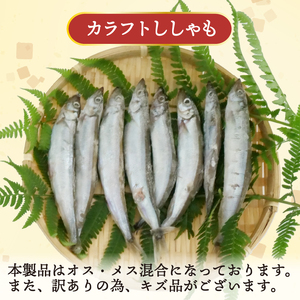 【価格改定予定】訳あり 干物  ししゃも ３kg セット ひもの カラフト (( 訳あり品 訳ありししゃも ししやも訳あり 訳ありセット ししゃもセット ひものししやも 干物ししゃも 訳あり干物 訳あ