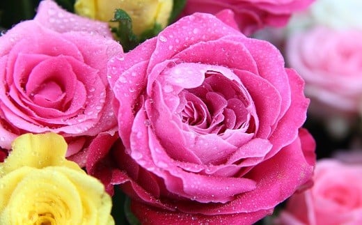 花束 バラ おまかせ 同系色 20本 花 生花 hana ブーケ 薔薇 ローズ お任せ ミックス MIX 同色 フラワーアレンジメント フラワー 雑貨 インテリア 人気 記念日 誕生日 母の日 父の日