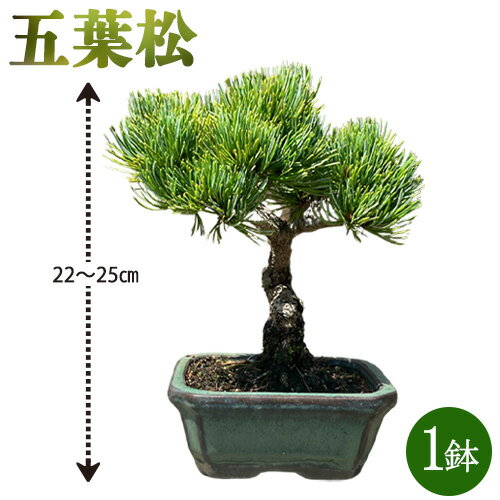 【ふるさと納税】盆栽 五葉松　1鉢 高さ 22cm~25cm 横幅 17cm程度 古城愛朋園《30日以内に出荷予定(土日祝除く)》岡山県 浅口市 送料無料 盆栽 ぼんさい