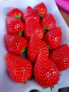 【先行予約】栃木県芳賀町産いちご とちあいか290g(7～12粒)×2トレイ | 果物 フルーツ いちご 苺 イチゴ とちあいか ブランド 期間限定 季節限定 旬 国産※2026年1月上旬～4月下旬頃