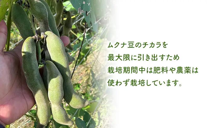 お茶 ムクナ豆 ティーバッグ 健康茶 焙煎 お茶
