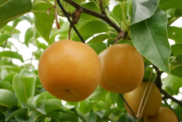 
            【先行予約】贈答用 信州松本平産 梨【幸水・豊水・南水】おまかせ詰め合わせセット約3kg(8～9玉）《2026年7月頃から発送》～清流と高原の風が育む、信州の香りと甘み～ | 果物 くだもの フルーツ 幸水 豊水 南水 信州産 長野県 塩尻市
          