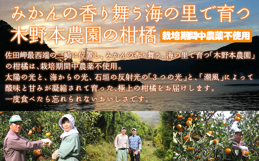 【栽培期間中農薬不使用】【先行受付】【数量限定】農園直送！愛媛県産 はっさく 10kg （2026年2月下旬頃より順次発送）  IKTG024