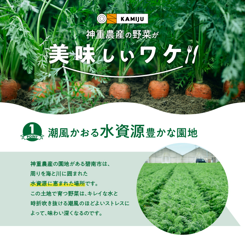 ＜フジテレビ『どっちのふるさと？』で紹介されました！＞ 訳あり 2回定期便 にんじん 1月2月お届け マドンナキャロット　H105-163
