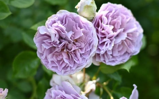 
            【先行受付】バラ鉢苗 レブリ 1鉢【2025年5月発送予定】河本バラ園
          