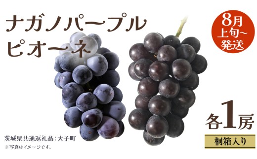 【 桐箱入り 】 ナガノパープル と ピオーネ  (各１房)【2025年8月上旬発送開始】(茨城県共通返礼品：大子町) ぶどう 葡萄 マスカット フルーツ 果物 贈答用 ギフト 贈り物
