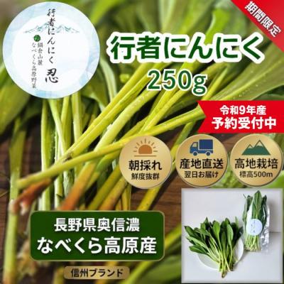 ふるさと納税 飯山市 【令和9年産先行予約】行者にんにく 忍 250g入り　1箱(35枚〜40枚)