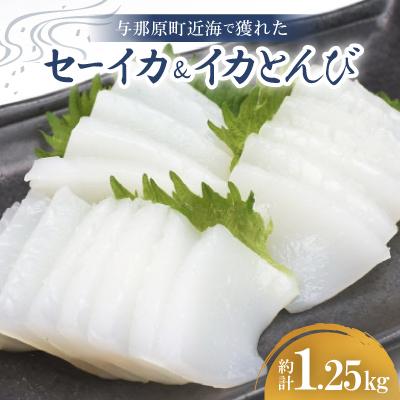 ふるさと納税 与那原町 セーイカ1kg イカとんび250g お刺身用 約1.25kg