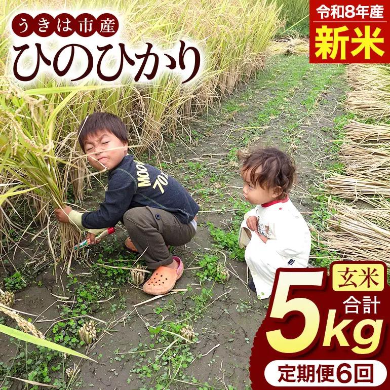令和8年 新米 玄米 ひのひかり 5kg 6ヶ月定期便 ぶんぶんファーム