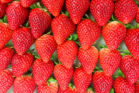 【先行予約】いちご 新ブランド 【いちごさん】 240ｇ×4パック 計960g  【2024年1月上旬～3月発送】 JA直送 鮮度抜群 佐賀県 鹿島市 B-291