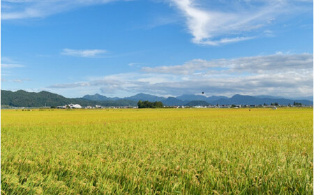 【令和6年産米 先行予約】☆2025年2月前半発送☆ 雪若丸 5kg（5kg×1袋）山形県 東根市産　hi003-118-021　2023年 2024年 新米 先行予約 山形 送料無料 白米 精米 お