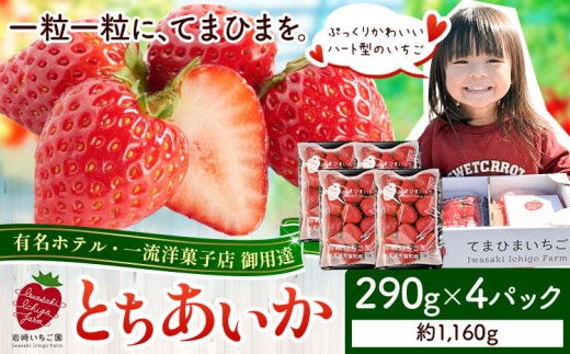 いちご 栃木県芳賀町産いちご とちあいか 4パック 1160g 《2027年1月上旬-4月下旬頃出荷予定》岩﨑いちご園 果物 フルーツ 苺 イチゴ 栃木県 芳賀町 【配送不可地域あり】(沖縄・離島)