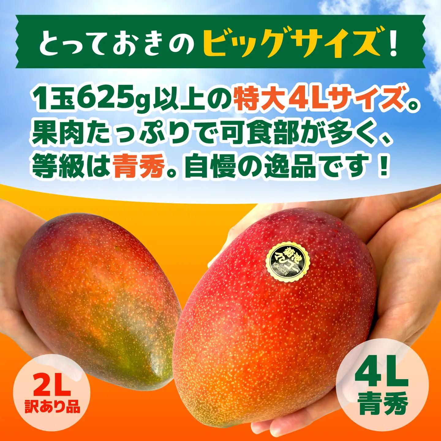 【2027年6月上旬から順次発送】秀品 菊池マンゴー2玉 4Lサイズ 友枝マンゴー農園[AYDF006]