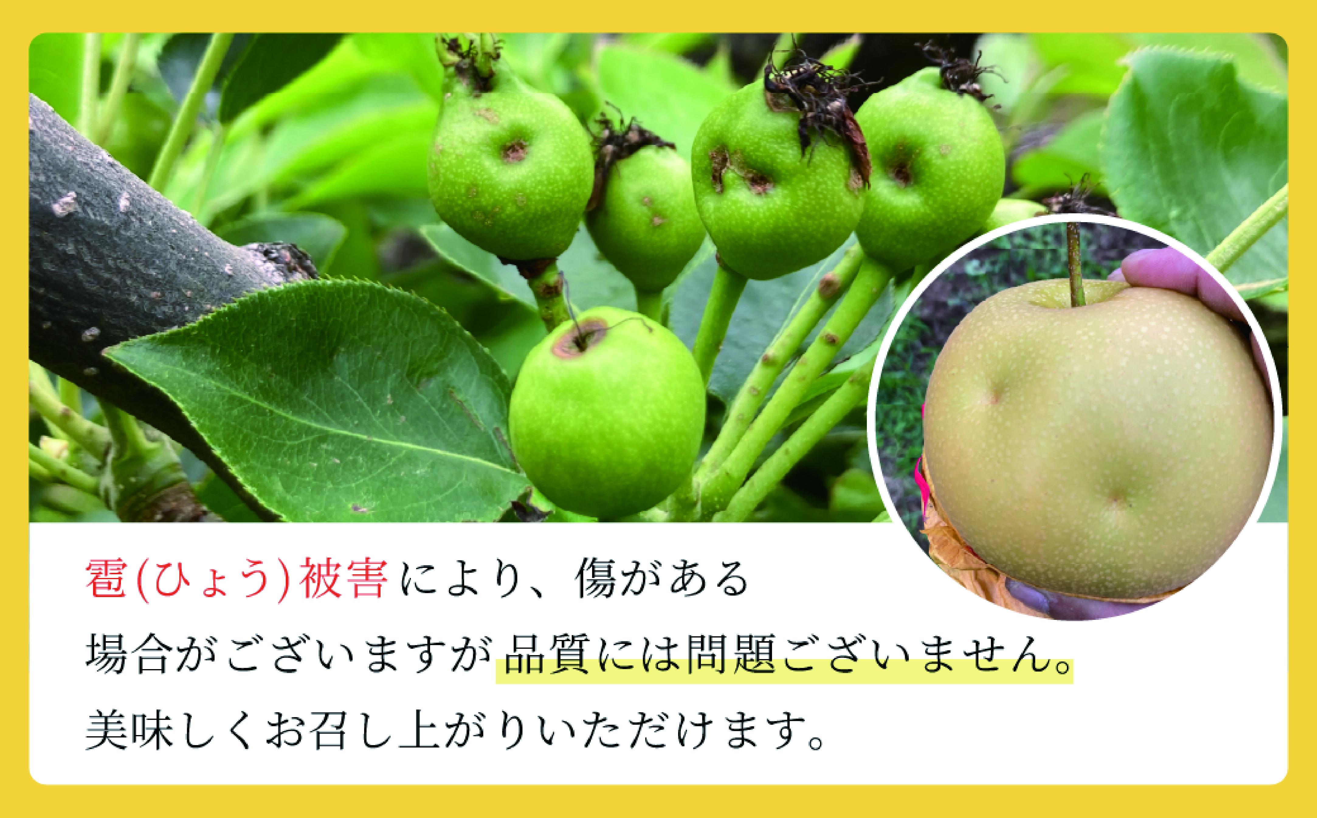 Q3【やなファーム】新興梨　5kg