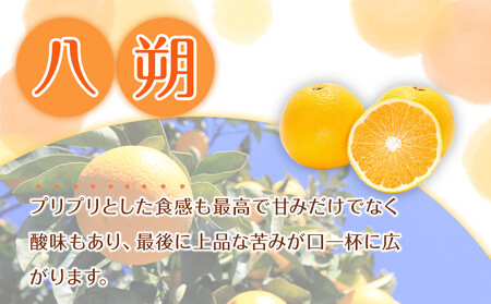 家庭用 森本農園の手選別 八朔 約6kg 和歌山県産 サイズ混合 ［北海道・沖縄・離島配送不可］［2026年1月中旬から2月中旬頃順次発送予定］［RN115］