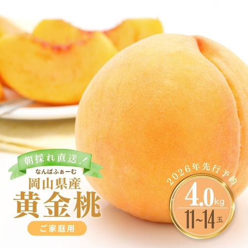 【2026年先行予約】［なんばふぁーむ］岡山県産 黄金桃 4.0kg（11～14玉）［ご家庭用］桃 もも モモ おうごんとう フルーツ 果物  ピーチ 完熟 朝採れ 朝採り 新鮮 旬 食べごろ 食べ頃 岡山産 産地直送 産直 特産 特産品 送料無料 岡山県 鏡野町