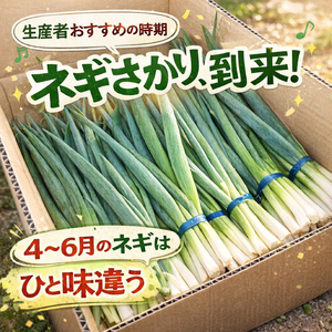 青ねぎ 5kg ネギ 訳あり 4～6月発送 【 ねぎ 】