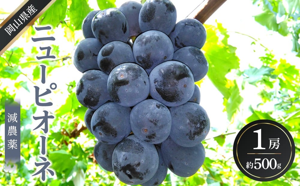 
            ぶどう 2026年  ニュー ピオーネ 1房 約500g  減農薬 栽培 ブドウ 葡萄  岡山県産 国産 フルーツ 果物 ギフト  ばんの農園
          