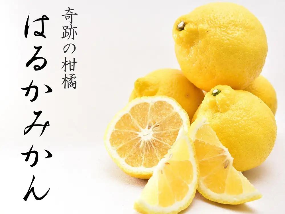 はるかみかん 6kg 訳あり はるか 和歌山県産より農家直送 フルーツ 果物 家庭用［Mg29］