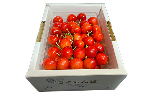 【令和8年産】山形県産さくらんぼ やまがた紅王 秀品 “Lサイズ” 約500g バラ詰め サクランボ 果物 フルーツ チェリー F4A-1033