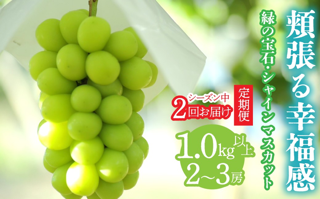 
                  ＜2026年発送先行予約＞【シーズン中2回お届け定期便】頬張る幸福感　～ 緑の宝石・シャインマスカット ～　1㎏以上 2～3房 ALPCV010
                