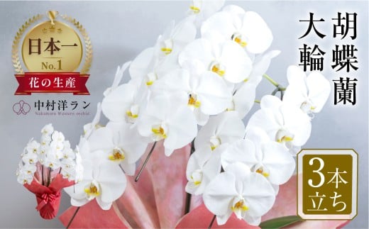 《ラッピング無し》胡蝶蘭 大輪 3本立ち (27輪以上) 白 | ラッピング 中村洋ラン 陶器鉢寄せ植え ギフト 鉢花 プレゼント 洋ラン 生花 お花 お祝い 開店祝い お供え 冠婚葬祭 蘭 新築祝い 記念日 贈り物 田原市 母の日