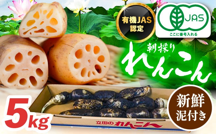 ＼毎年10月より順次発送／有機JAS認証 土付きレンコン 5kg れんこん 有機栽培 産地直送 野菜 愛西市 / 株式会社山三レンコン [AEBK004]