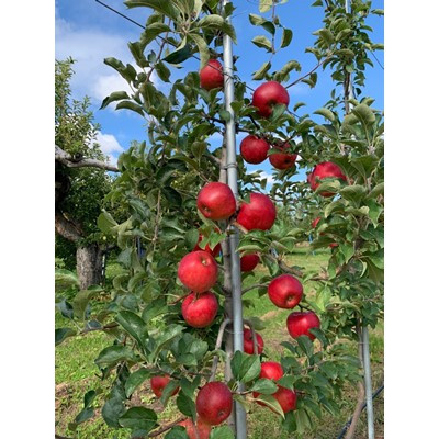 【訳あり】 りんご 希少品種「華宝」 家庭用 約3kg 青森市長賞受賞【配送不可地域：離島】