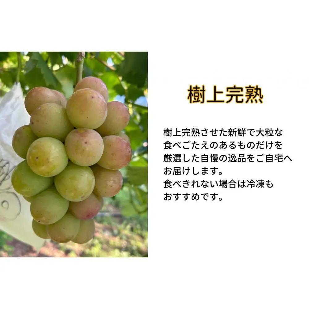 家庭用 悟紅玉  旧ゴルビー　2～3房 合計1.2kg以上 産地直送 朝採れ ぶどう 葡萄 岡山 Kawahara Green Farm 2026年 | ぶどう