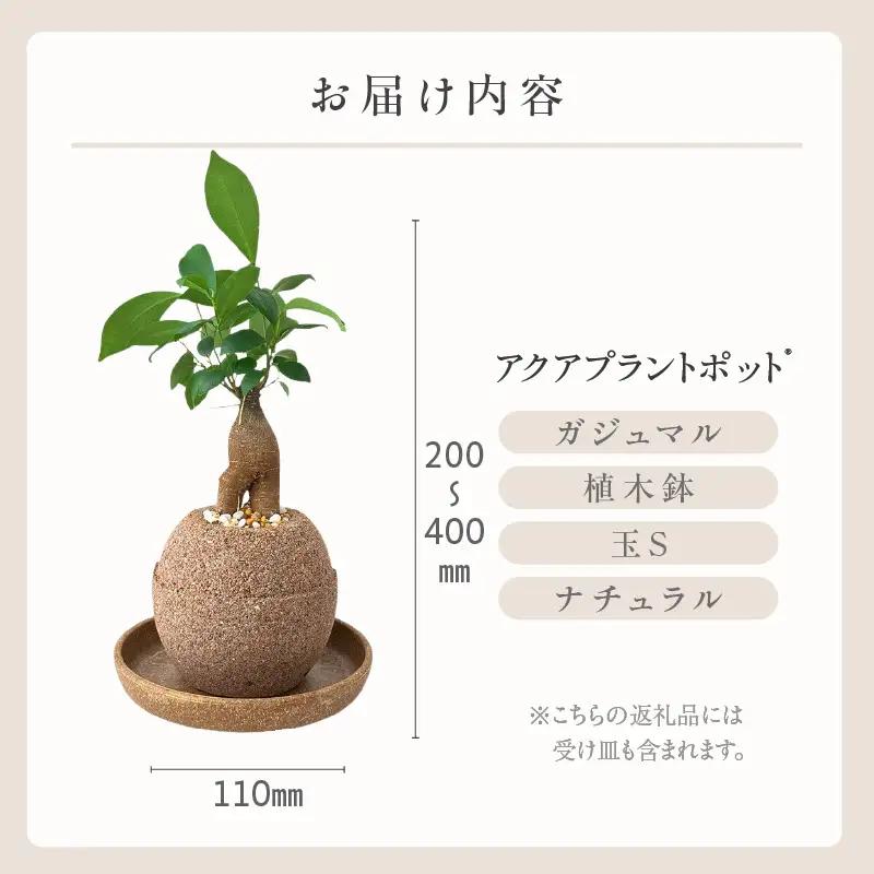 【ふるなびWEEK対象】アクアプラントポット®　玉Ｓ 植木鉢ガジュマル FN-Limited-PR（2341）