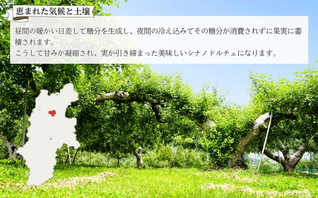 【2025年先行予約】りんご シナノドルチェ 6〜11玉 約3kg ｜ りんご りんご りんご りんご りんご りんご