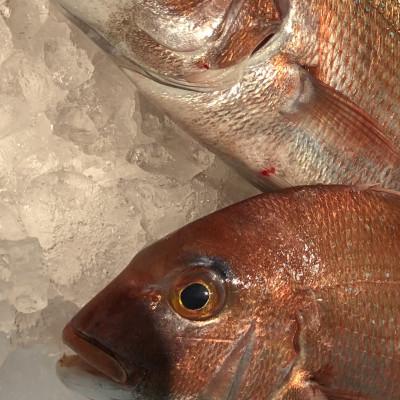 ふるさと納税 八幡浜市 八幡浜発!竹中水産の「活き〆カンパチorハマチorタイ」【H22-211】 |  | 01