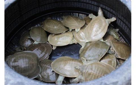 ｃ-９２　冷凍スッポン　３～４人前