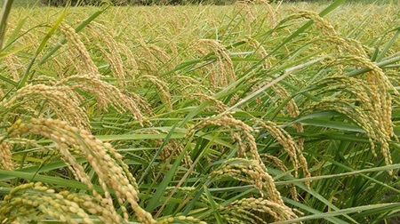 令和8年産 先行予約 自然栽培米 亀の尾 玄米 5kg くわのみ農園 | 米 自然栽培 農薬不使用 玄米 亀の尾 銘柄米 幻の米 こめ ご飯 ごはん 長野県 飯田市 信州