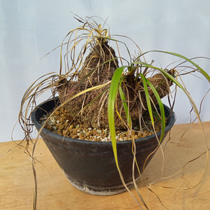 キセロフィタ トリコフィラ (発根管理済) A005｜観葉植物 コーデックス 盆栽 鉢植え インテリア ハコネコ [0686]