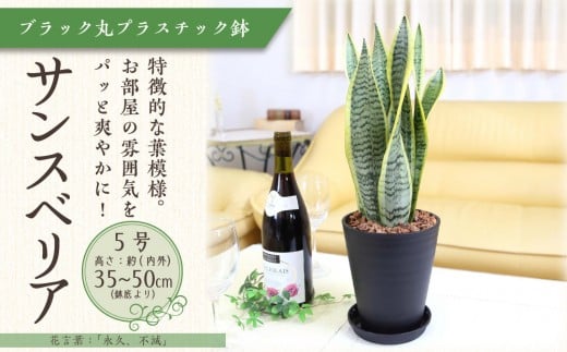 
            《先行予約》【観葉植物】サンスベリア 5号 ブラック丸プラスチック鉢 土の表面:ウッドチップ｜観葉植物 インテリア 部屋 おしゃれ 福岡県筑前町 送料無料
          