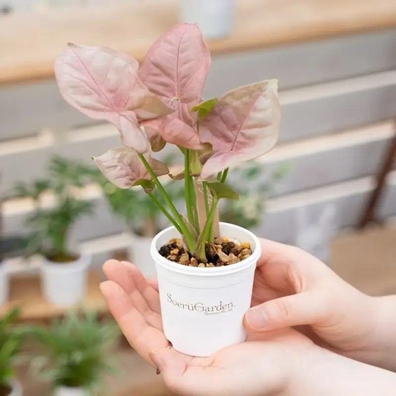 季節の植物 2号鉢 5点セット【発送可能時期：4月上旬～7月末、9月上旬～11月末】観葉植物