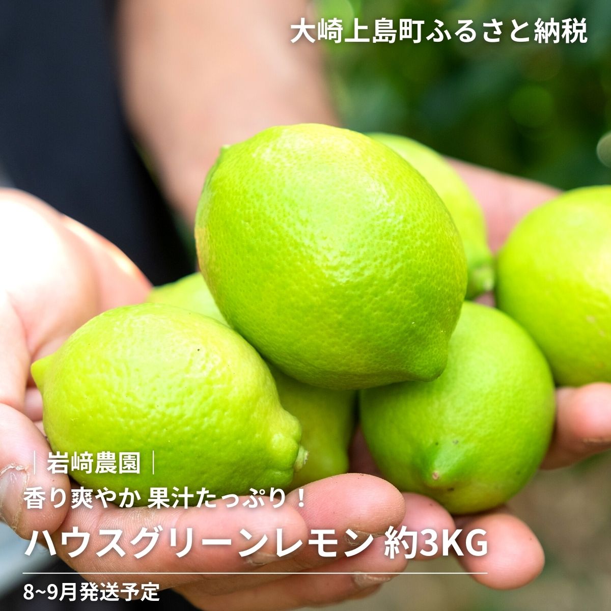 【ふるさと納税】予約 8~9月発送 岩崎農園 ハウスグリーンレモン 3kg/5kg 広島県 大崎上島町 瀬戸内 離島 国産 レモン 皮ごと 丸ごと 檸檬 送料無料