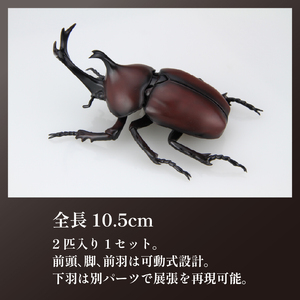 模型 昆虫 自由研究シリーズセット ヘラクレスオオカブト カブトムシ 2セット| 模型模型模型 プラモデルプラモデル